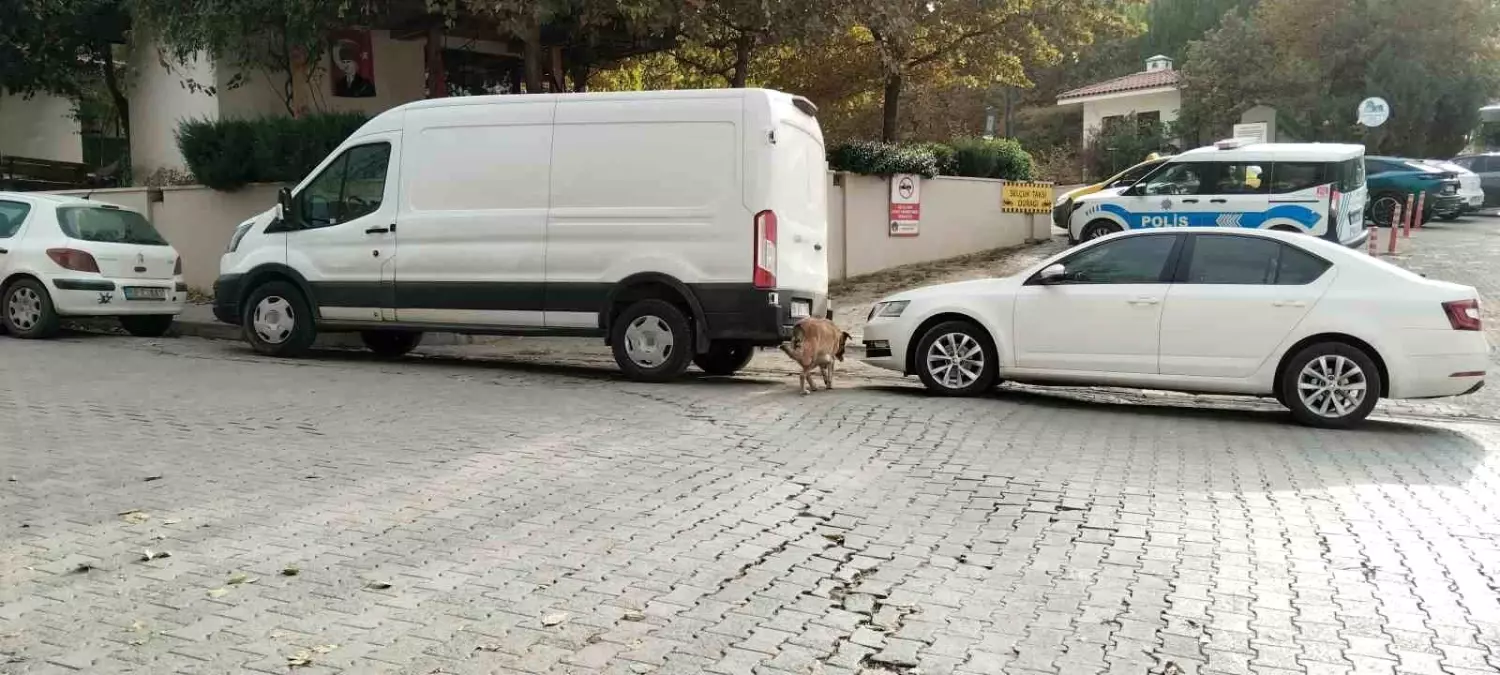 Başıboş Sokak Köpekleri Otomobile 108 Bin TL’lik Hasar Verdi