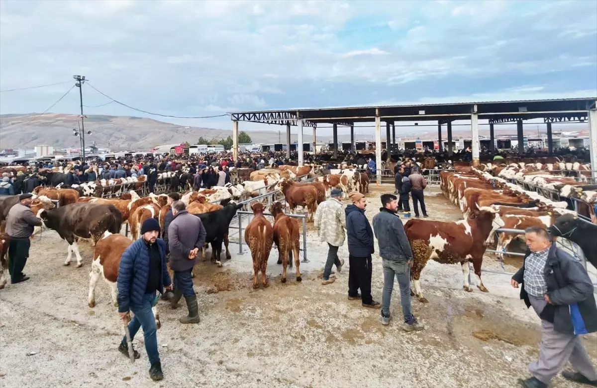 Sorgun’da Hayvan Pazarı Yeniden Açıldı