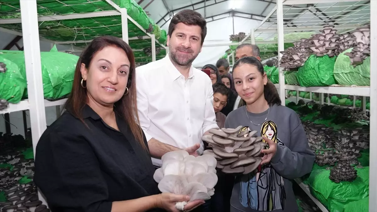 Tarsus’ta İstiridye Mantarında Hasat Yapıldı