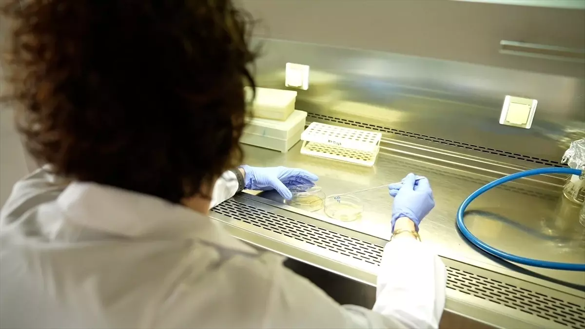 TENMAK’tan Yeni Tarım Çalışmaları: İklim Değişikliğiyle Mücadelede Çığır Açan Bitki ve Gıda Çözümleri