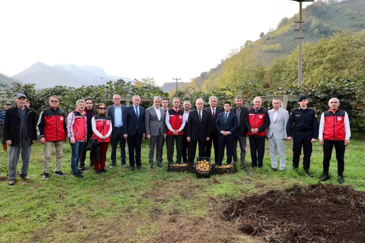 Ordu’da Kivi Hasadı Başladı, Ekonomik Katkı Beklentisi 520 Milyon TL
