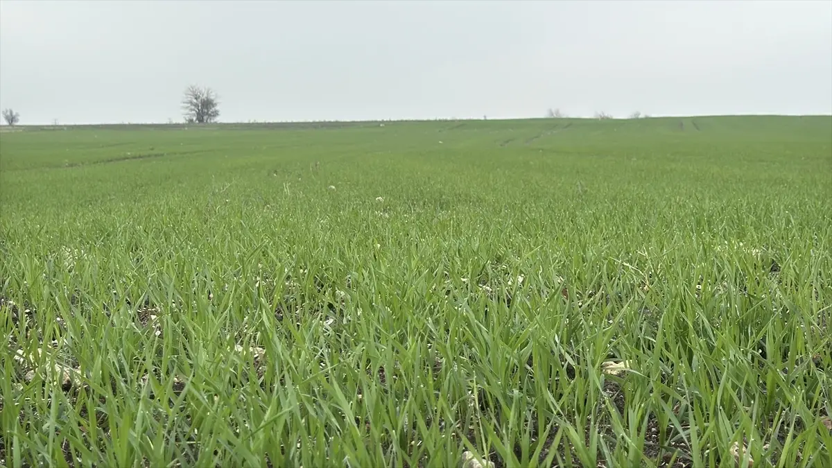 Trakya’da Buğday Ekimleri Hızla Tamamlanıyor: Çiftçiler Sevinçli!