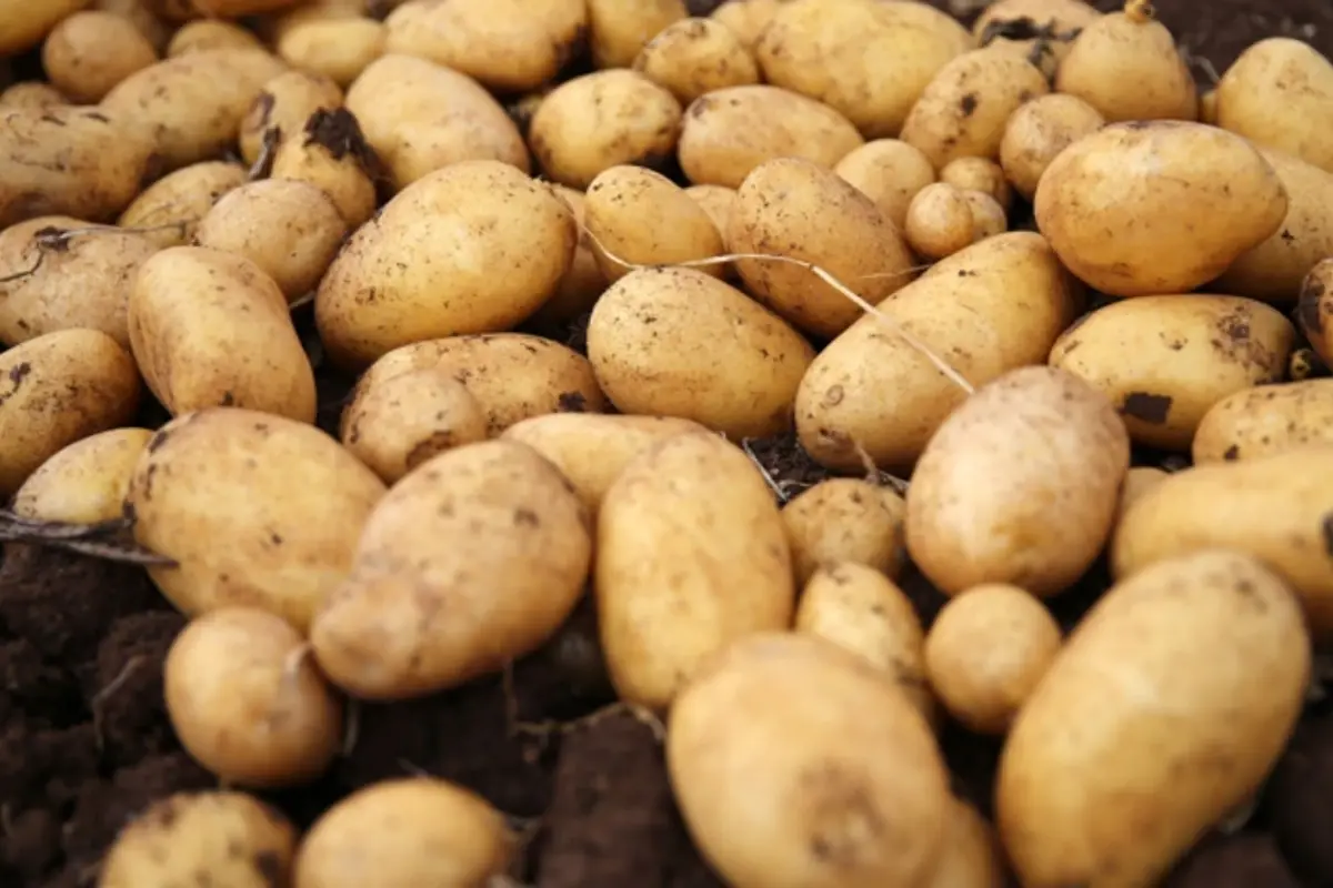 Uzman Uyarısı: Yeşillenen, Filizlenen ve Lekeli Patatesler Sağlık Riski Taşıyor