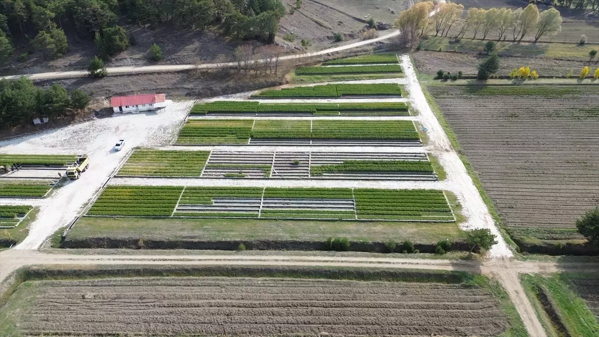 Akdağmadeni’nin Fidanları Yeşil Vatan İçin