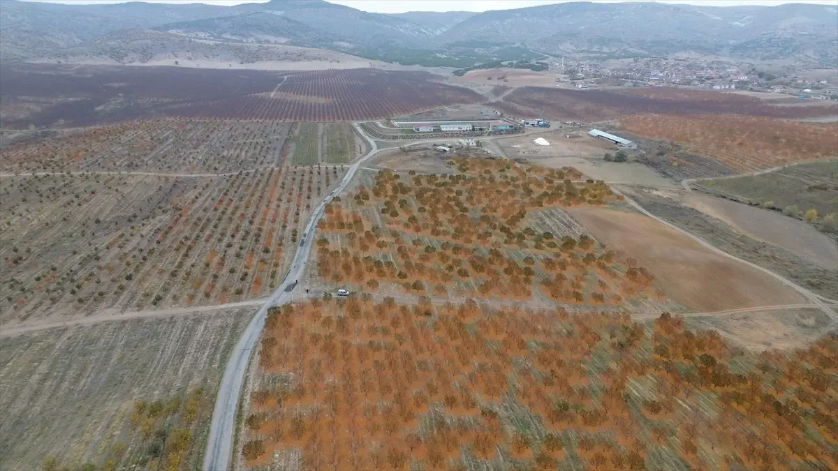 Yozgat’ta 5 Bin Dönümlük Ortak Meyve Bahçesi Binlerce İşçiye İş Veriyor