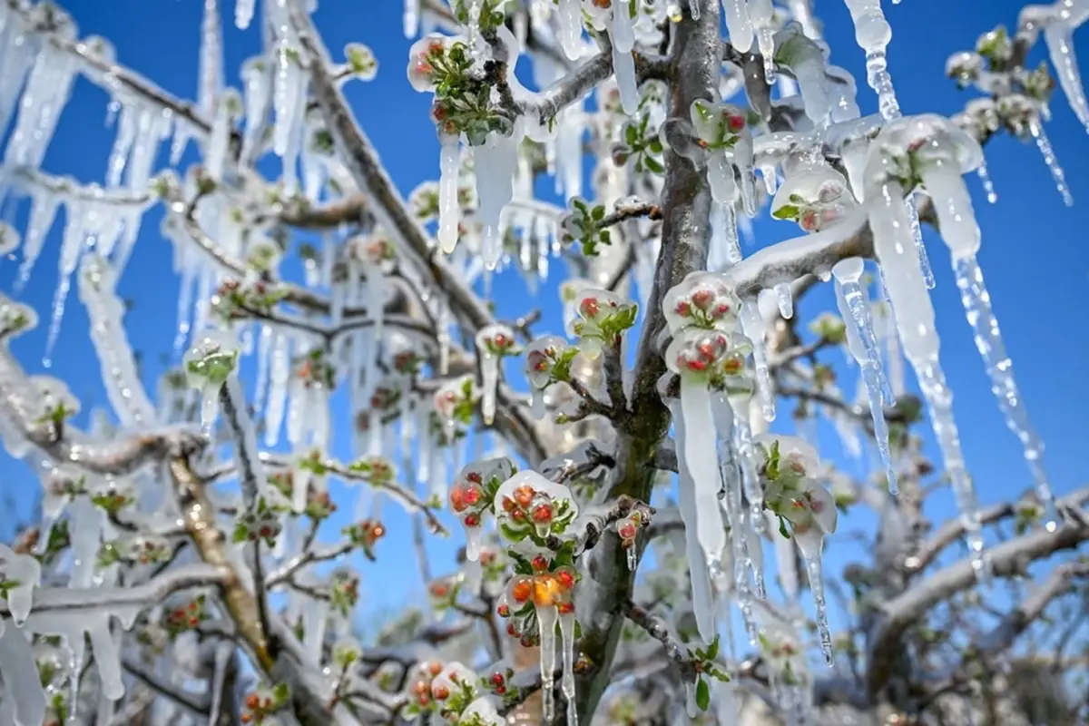 Çiftçilere 798 Milyon TL Destek Ödemesi