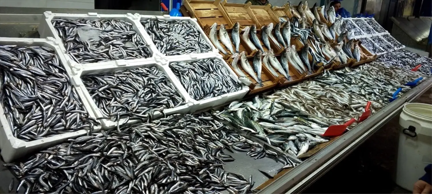 Karadeniz Ereğli’de Hamsi Bereketi: 5.291 Tonluk Rekor Av