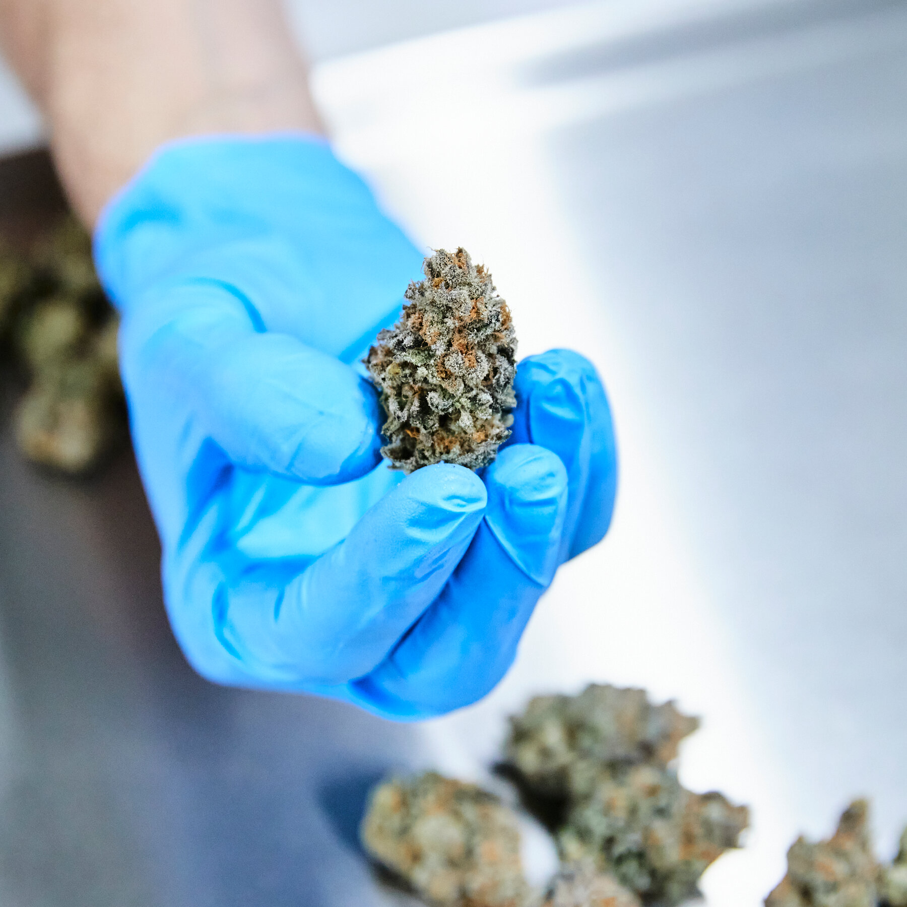 Review Finds Little Evidence Supporting Medical Cannabis Benefits