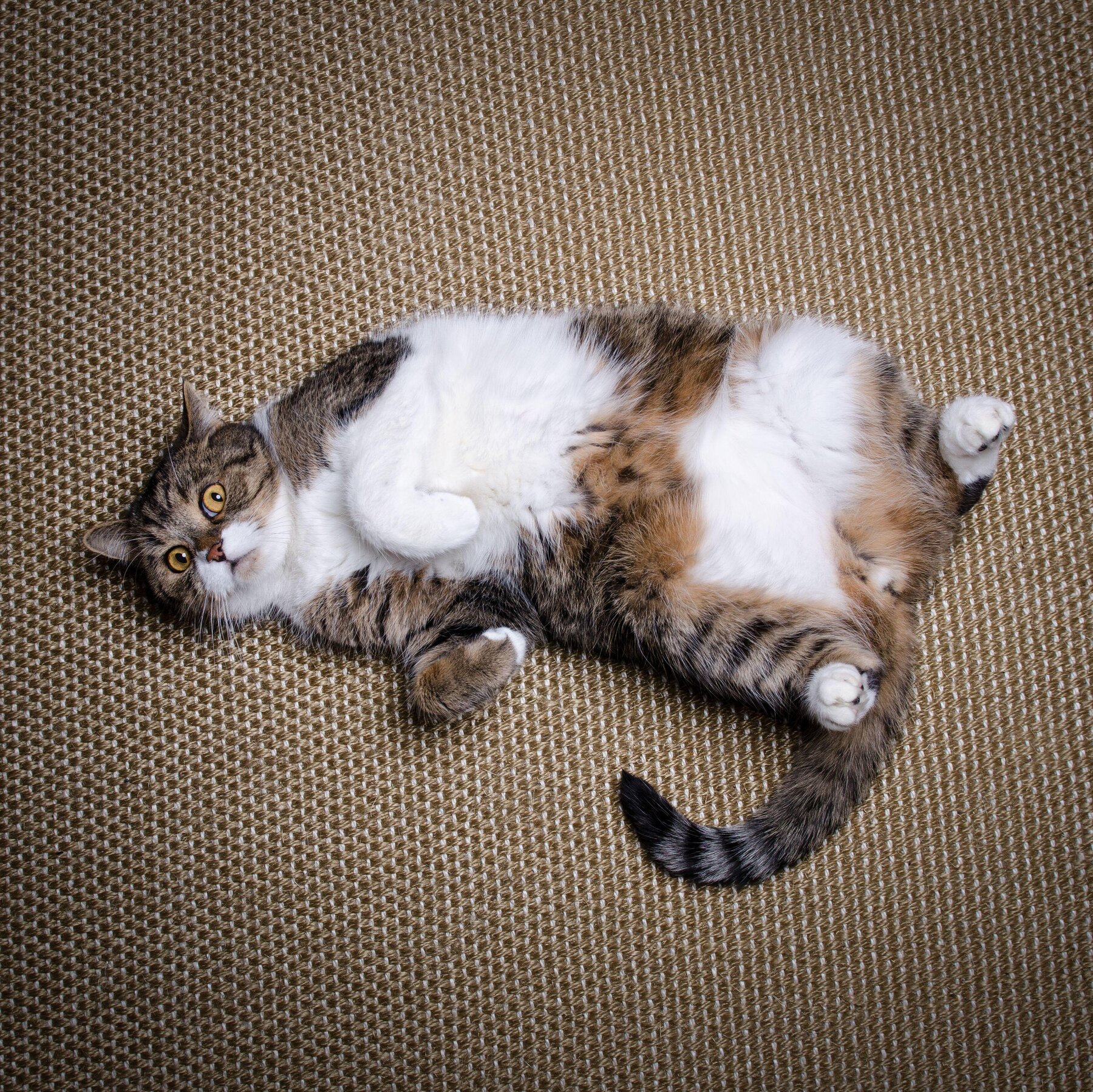 Could Weight‑Loss Drugs Turn Fat Cats Into Svelte “Ozempets”?