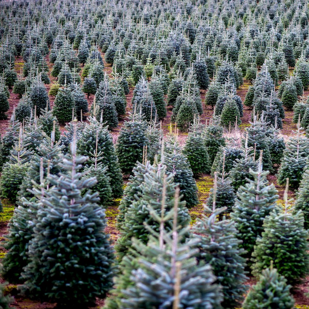 Real or Fake? The Growing War Over Christmas Trees