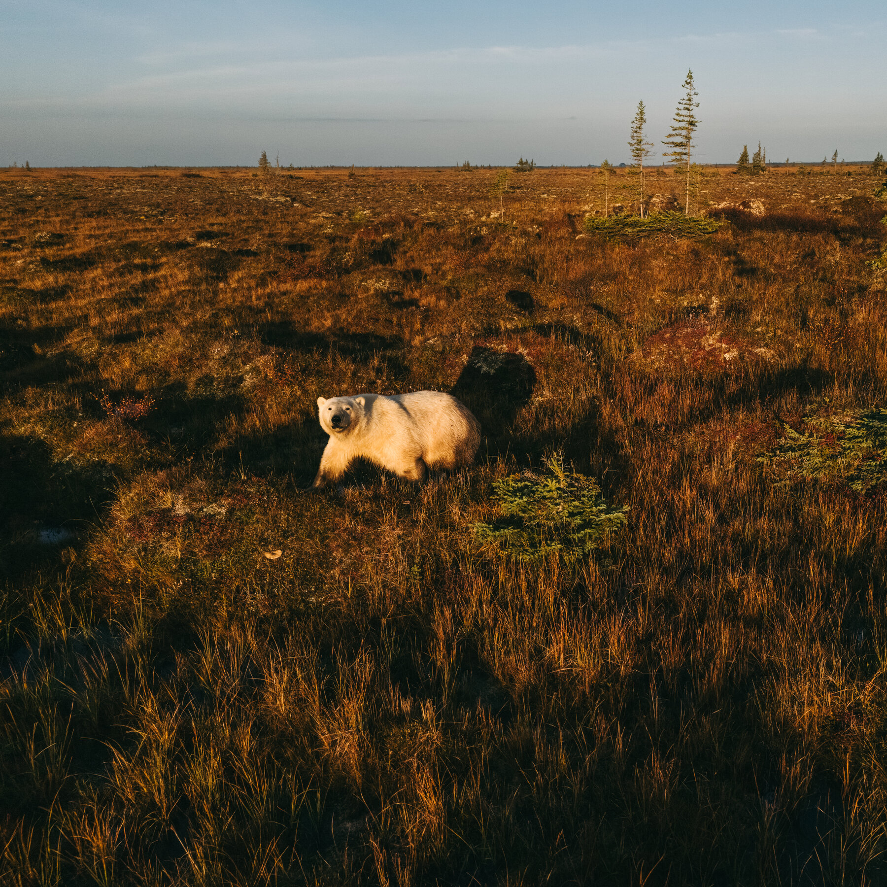 Canada Turns to the World’s Polar Bear Capital to Defend Its Arctic