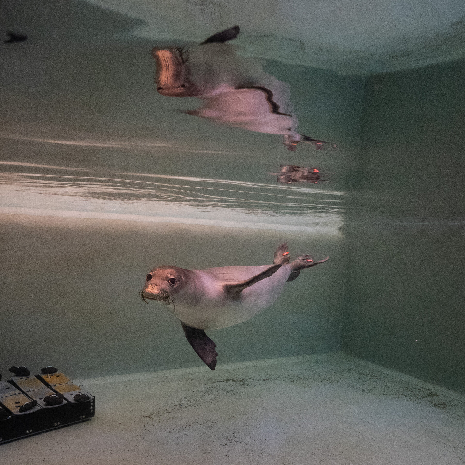 Inside the Bird‑Flu Vaccine Trial for Monk Seals