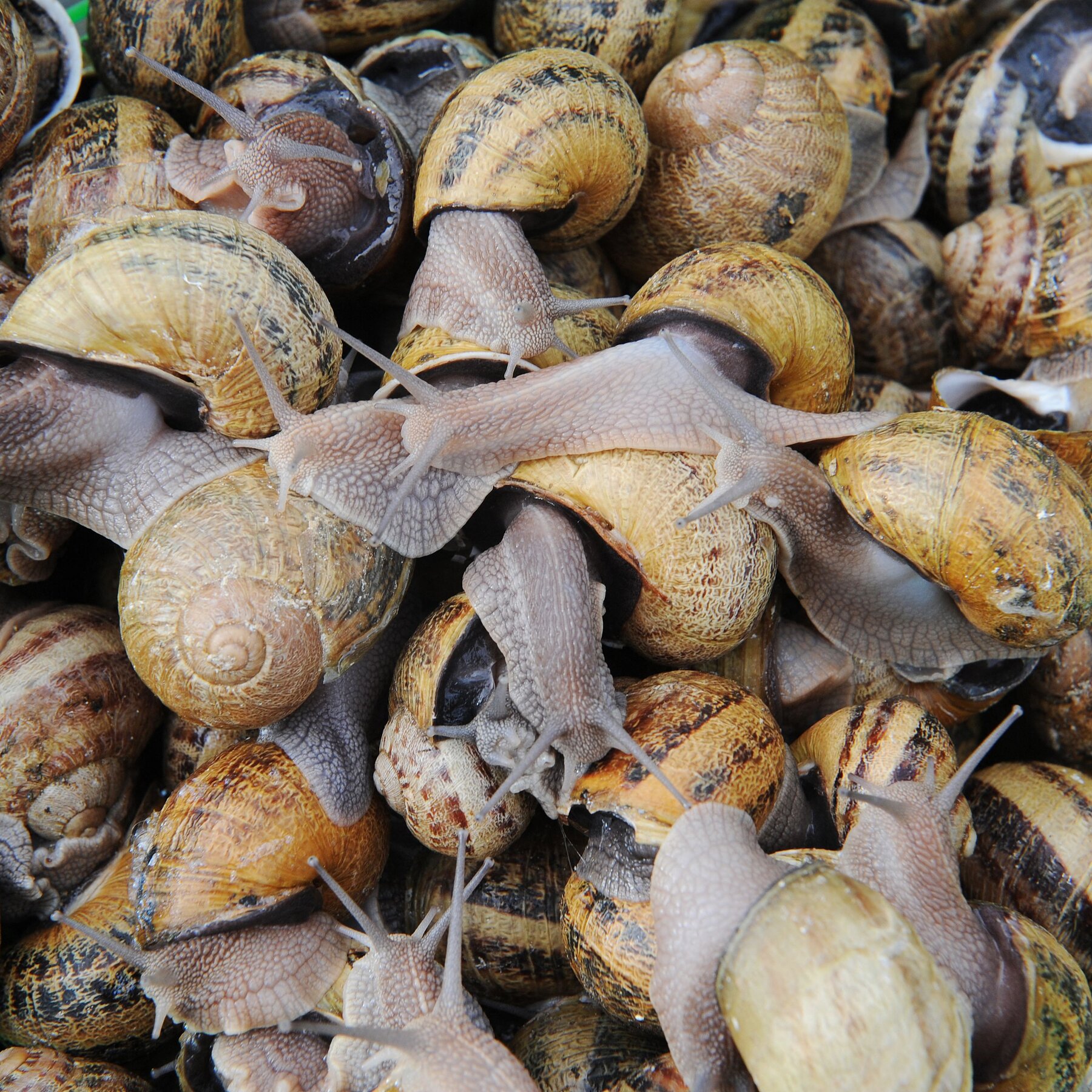 Snail Heist Shocks French Markets Ahead of Holiday Rush