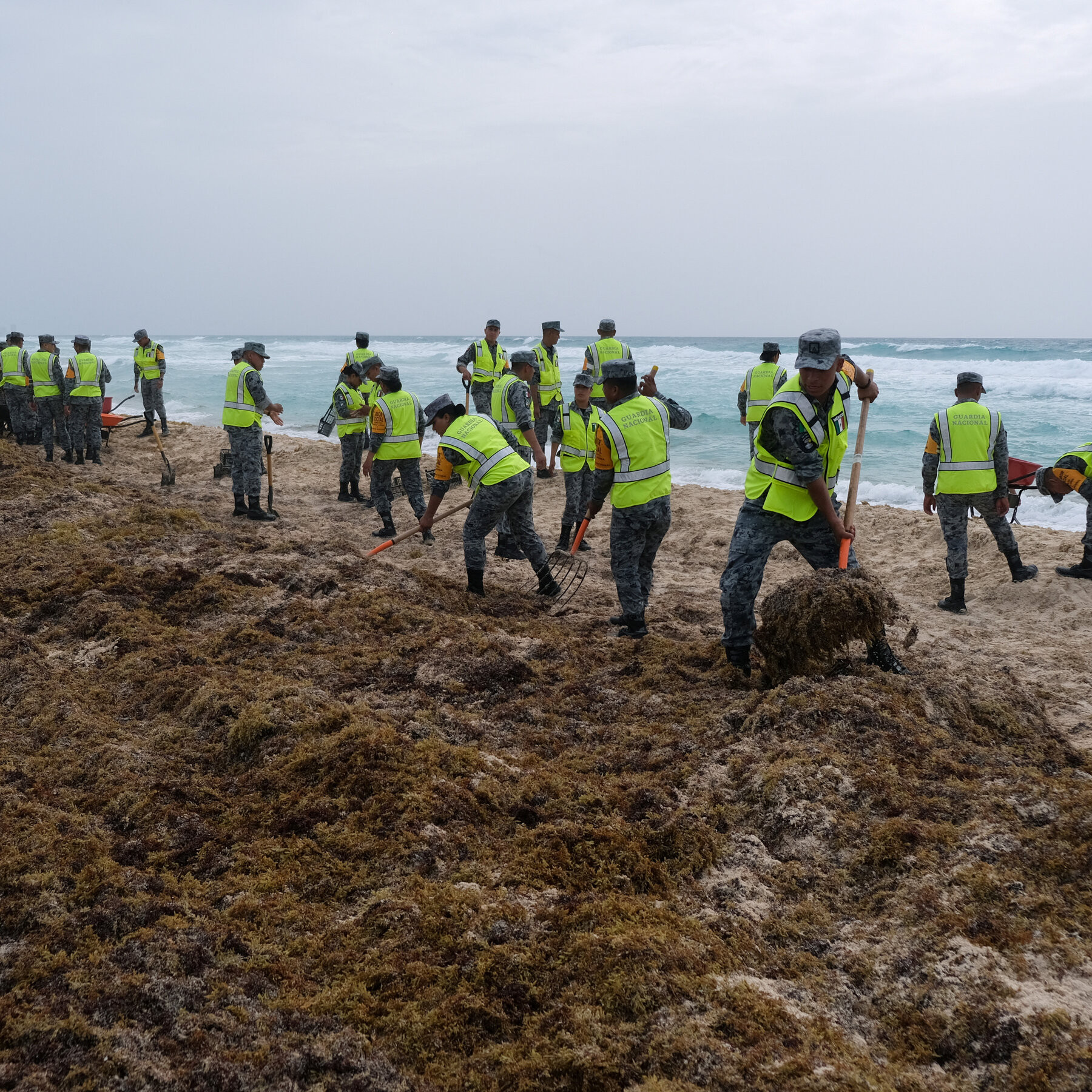 Climate Shift Upends Atlantic Seaweed: A Massive Bloom Thrives While an Ancient Forest Fades