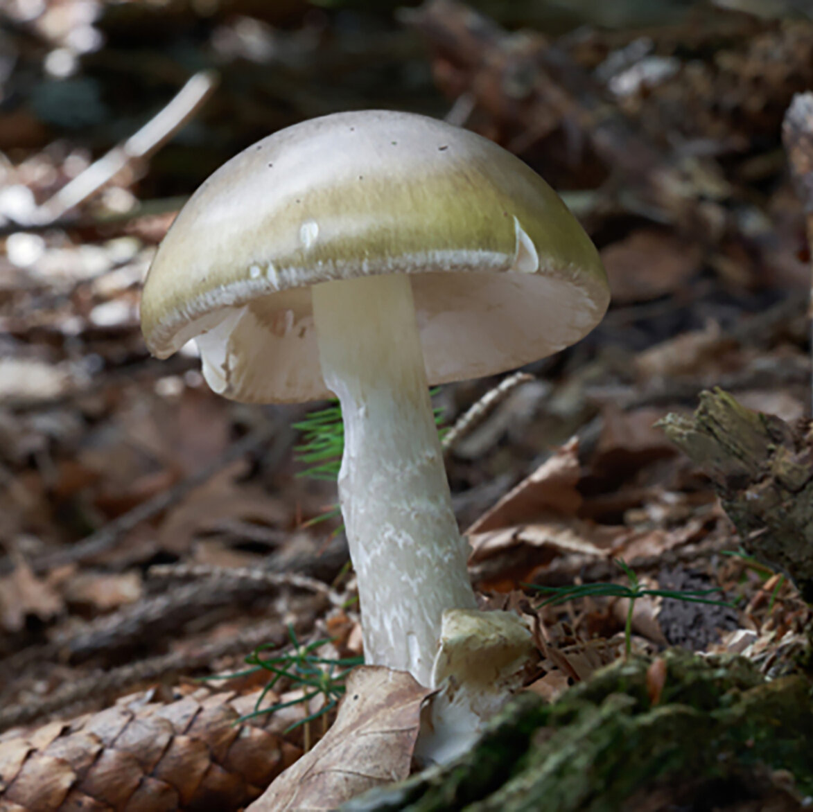 California Issues Warning After Deadly Mushroom Poisoning Outbreak