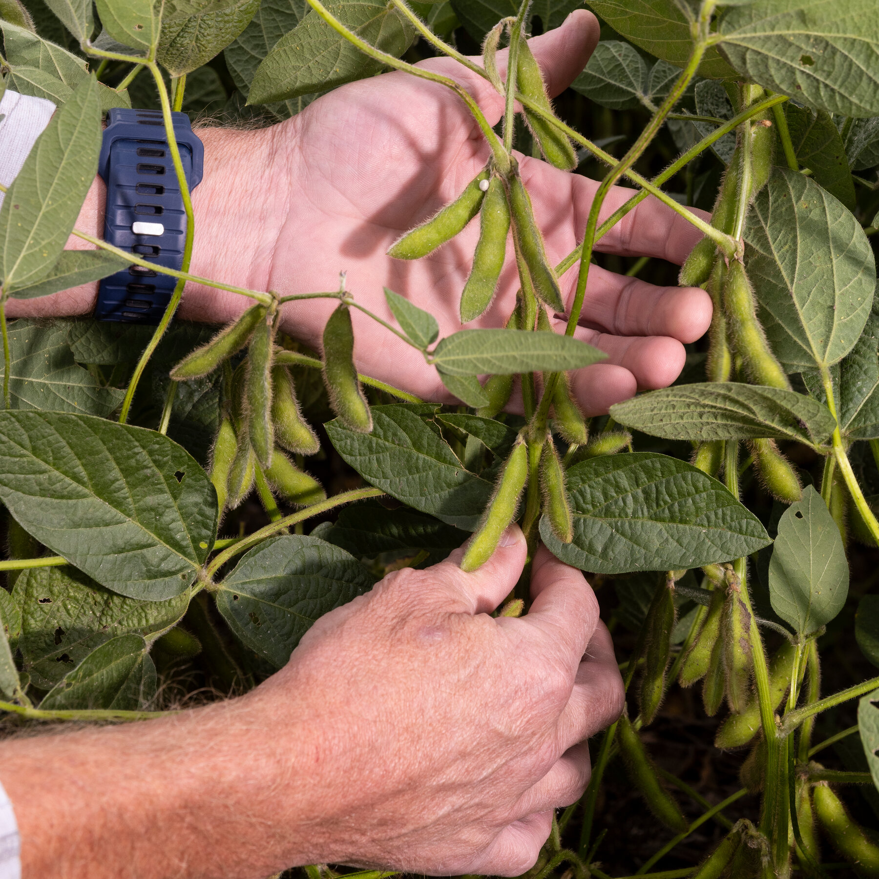 Trump Announces $12 Billion Farm Relief Package