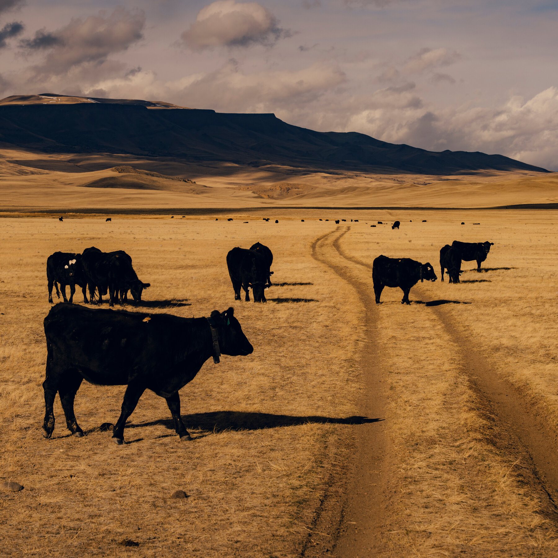 Wyoming Cowboys Are Breaking Down Barriers—Literally