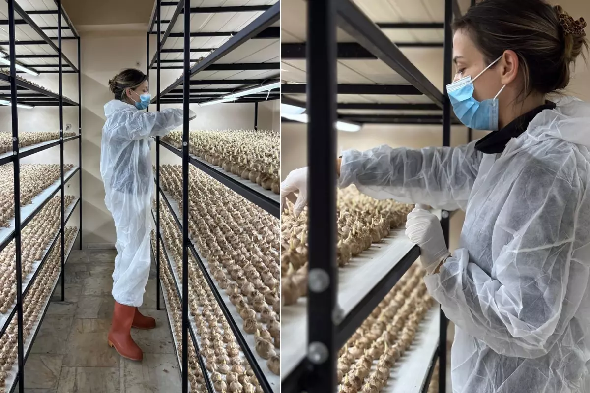 100 Bin Lira Maaşlı İşini Bırakıp Safranla 700 Bin Liraya Çıktı!