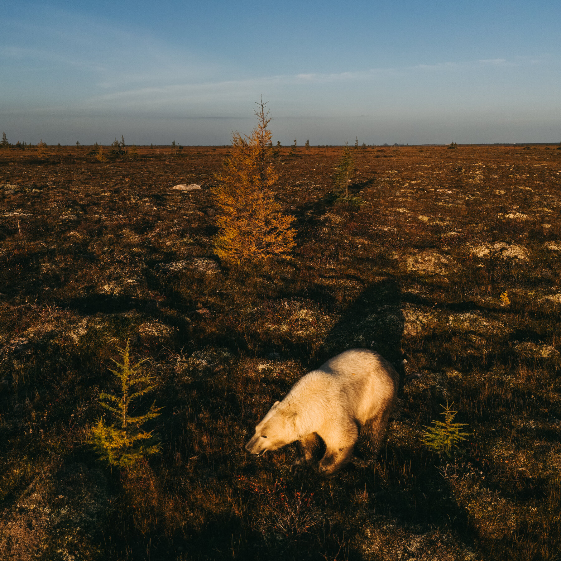 Arctic Sovereignty and the Bear Capital: A Look at Churchill