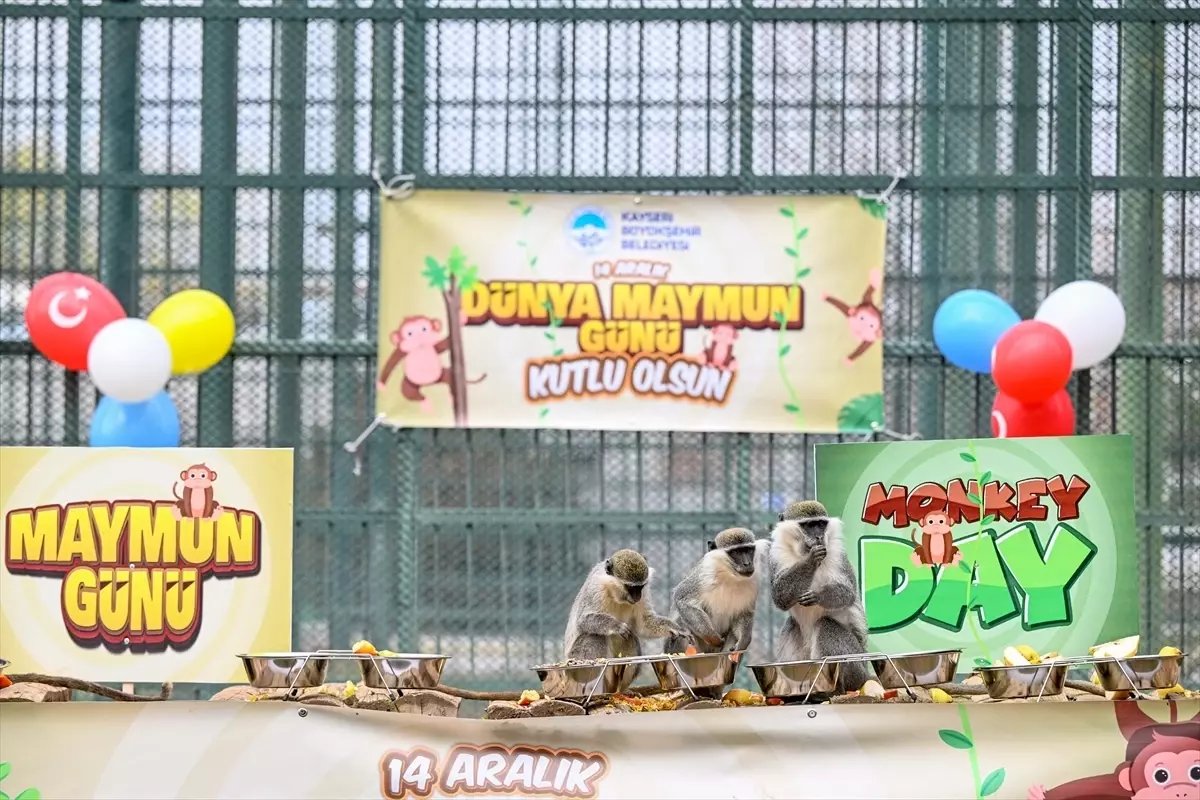Kayseri Hayvanat Bahçesi’nde Maymunlara Renkli Muz Ziyafeti