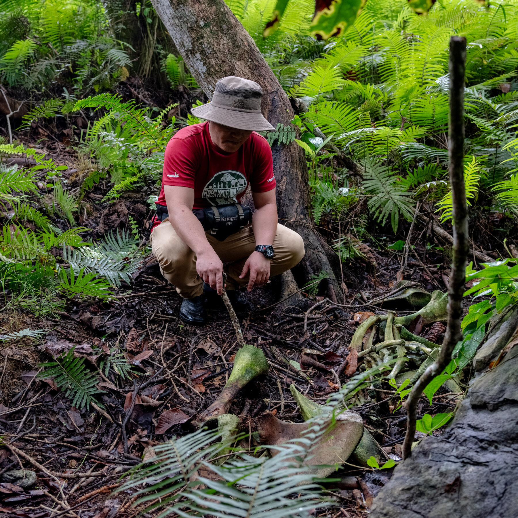 Gruesome Poaching of Bornean Elephants in Malaysia’s Remote Jungle