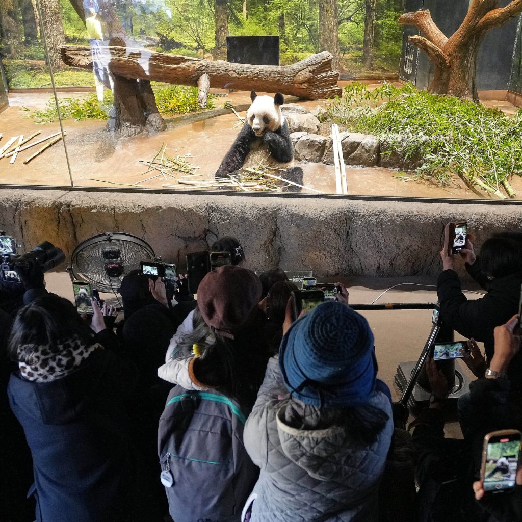 Visitors at Tokyo’s Zoo Fear Pandas May Become China’s Next Diplomatic Pawn