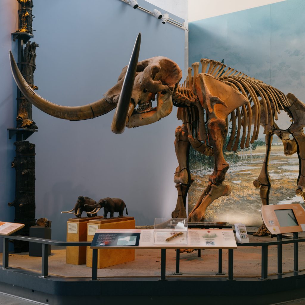 Museum of the Earth and Its Fossil Collection Face Their Own Extinction
