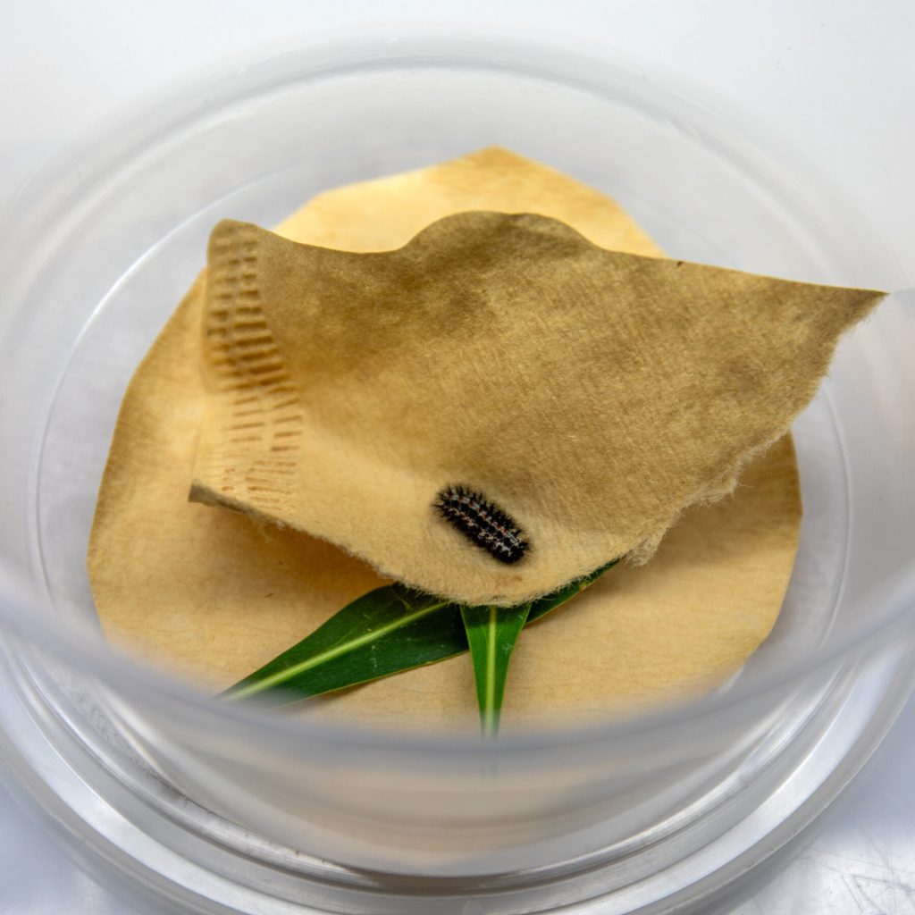 The Race to Save the Sacramento Mountains Checkerspot Butterfly