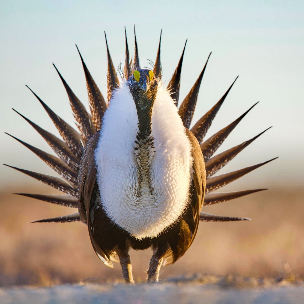 Trump Administration Loosens Protections for Iconic Greater Sage‑Grouse