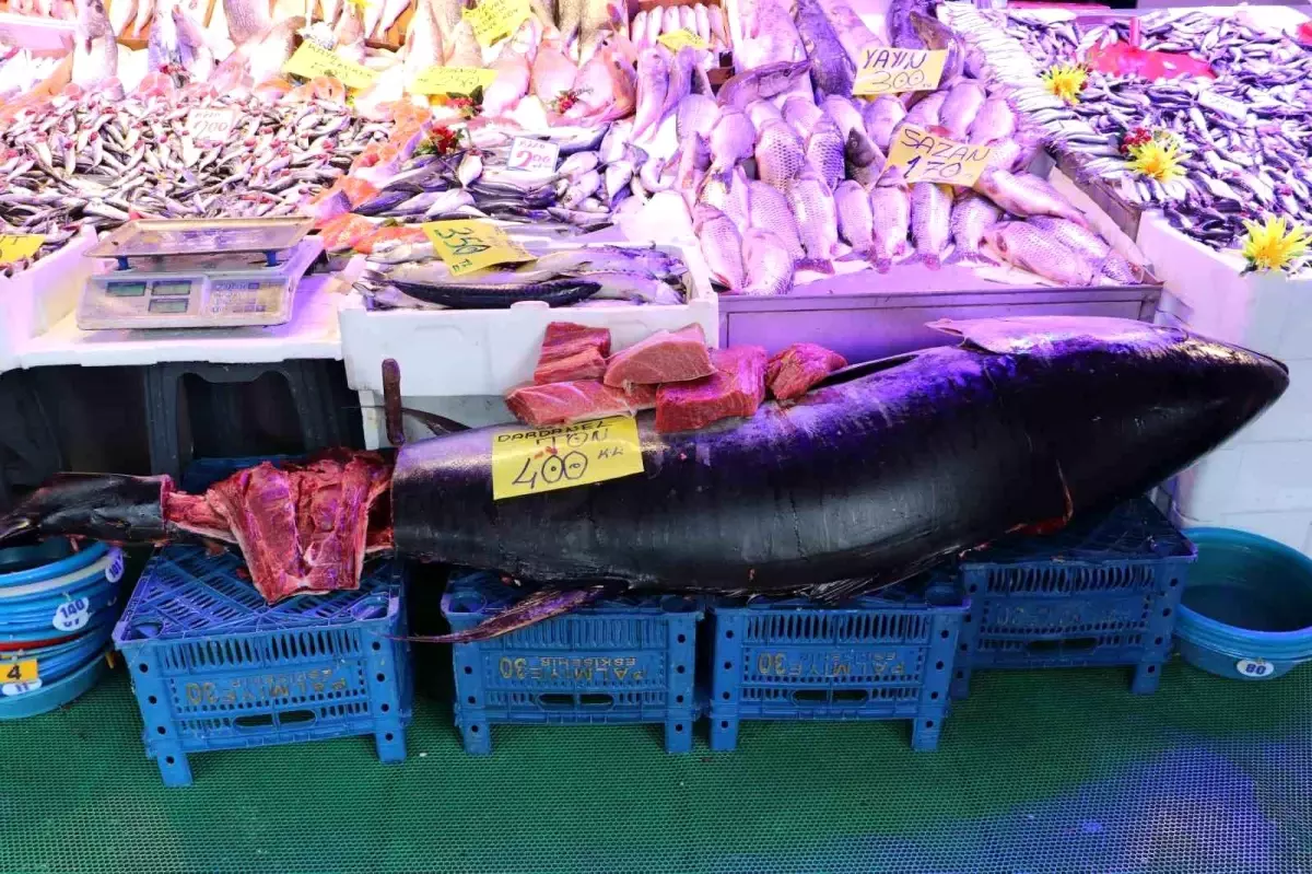 Eskişehir’de Dev Orkinos Satışa Çıktı