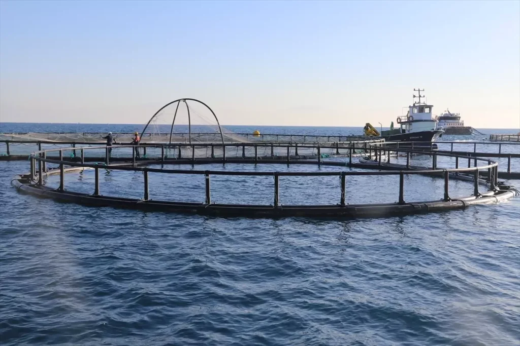 Adana’da Kafes Balıkçılığıyla İlk Hasat: 16 Ton Çupra Avrupa’ya Gönderildi