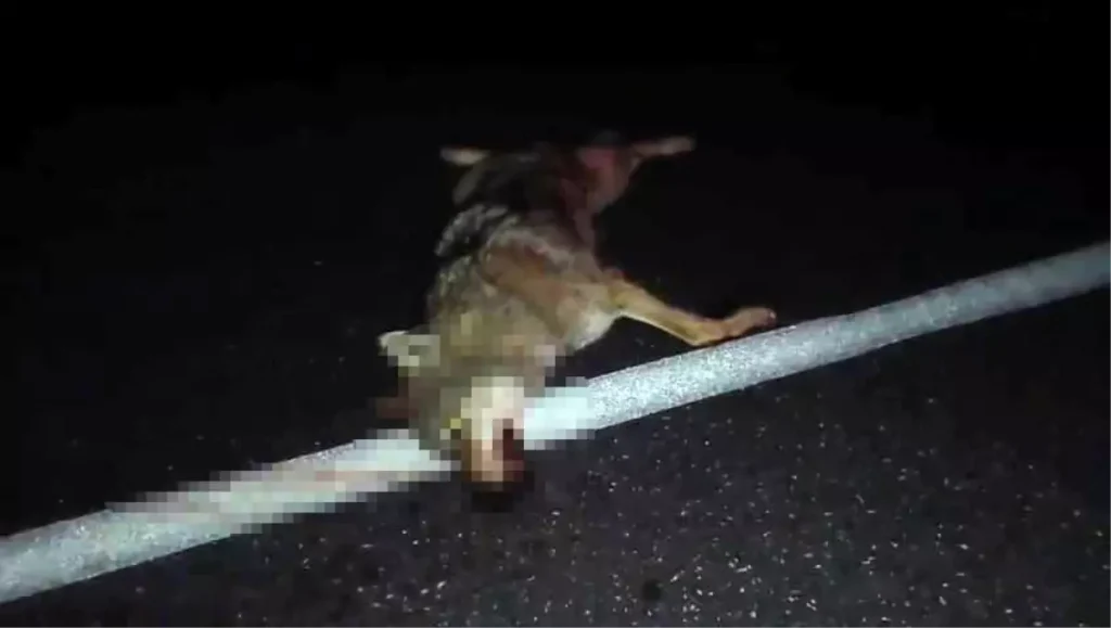 Adilcevaz’da Araç Çarpmış Kurt Telef Oldu