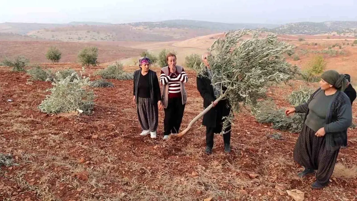 Adıyaman’da 10 Bin Meyve Ağacı Katliamı: Kimse Kimseyi Tanımıyor!