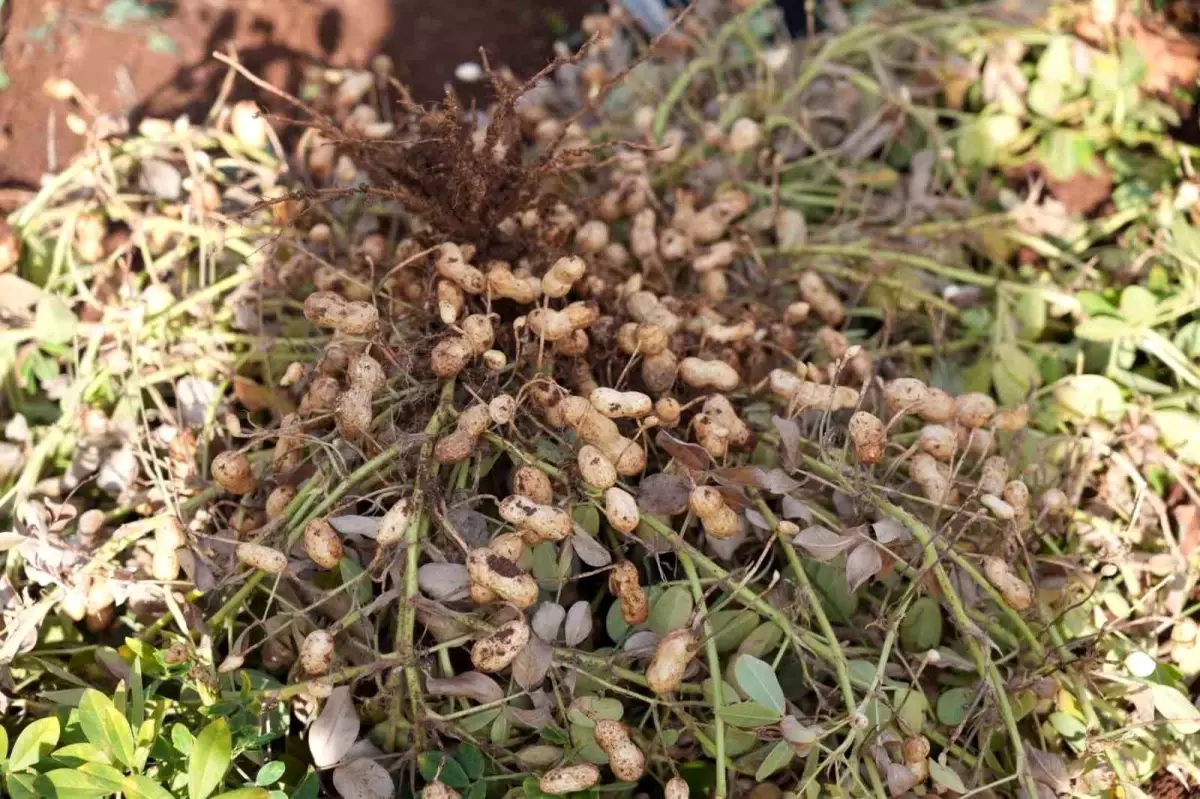 Adıyaman’da Yer Fıstığı ve Sera Çalışmaları Tamamlandı