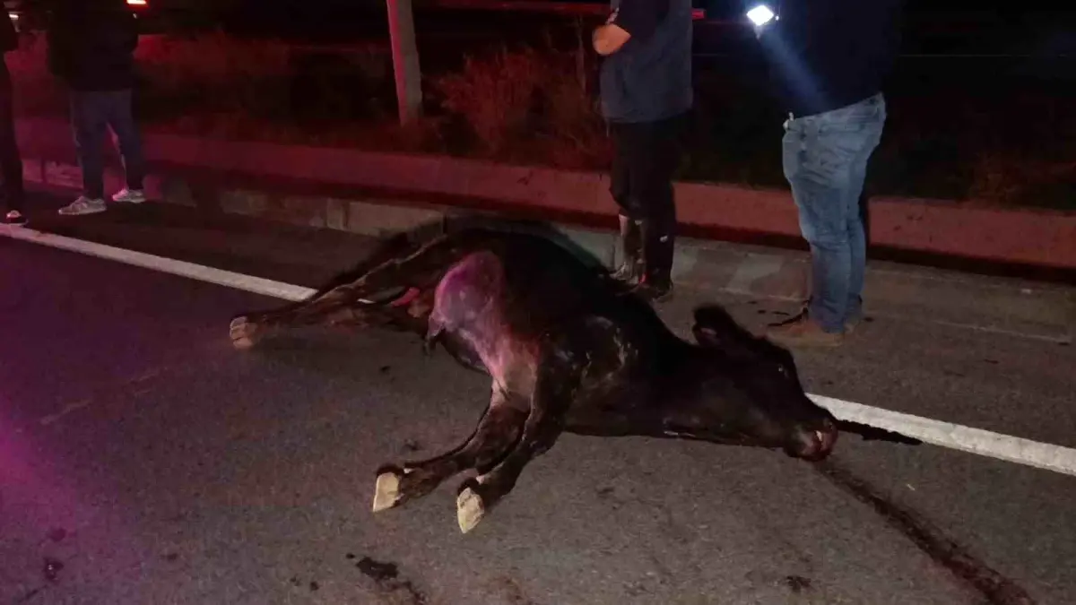 Manavgat’ta Yolda İnek Kazası: Trafiği Felç Eden Şok Anlar