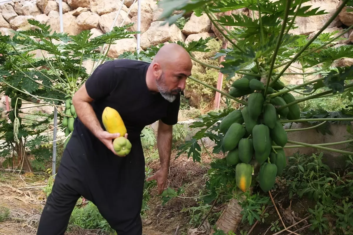 Alanya’da Papaya İhracatı Başladı