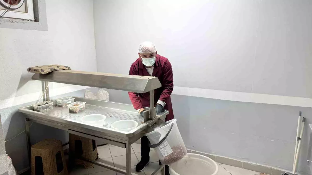 Alaplı’da Fındık Üreticileri Modern Kavurma Tesislerine Akınıyor