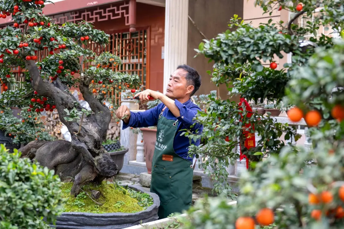 Gaojiayan’da Bonsai İhracatı Artıyor