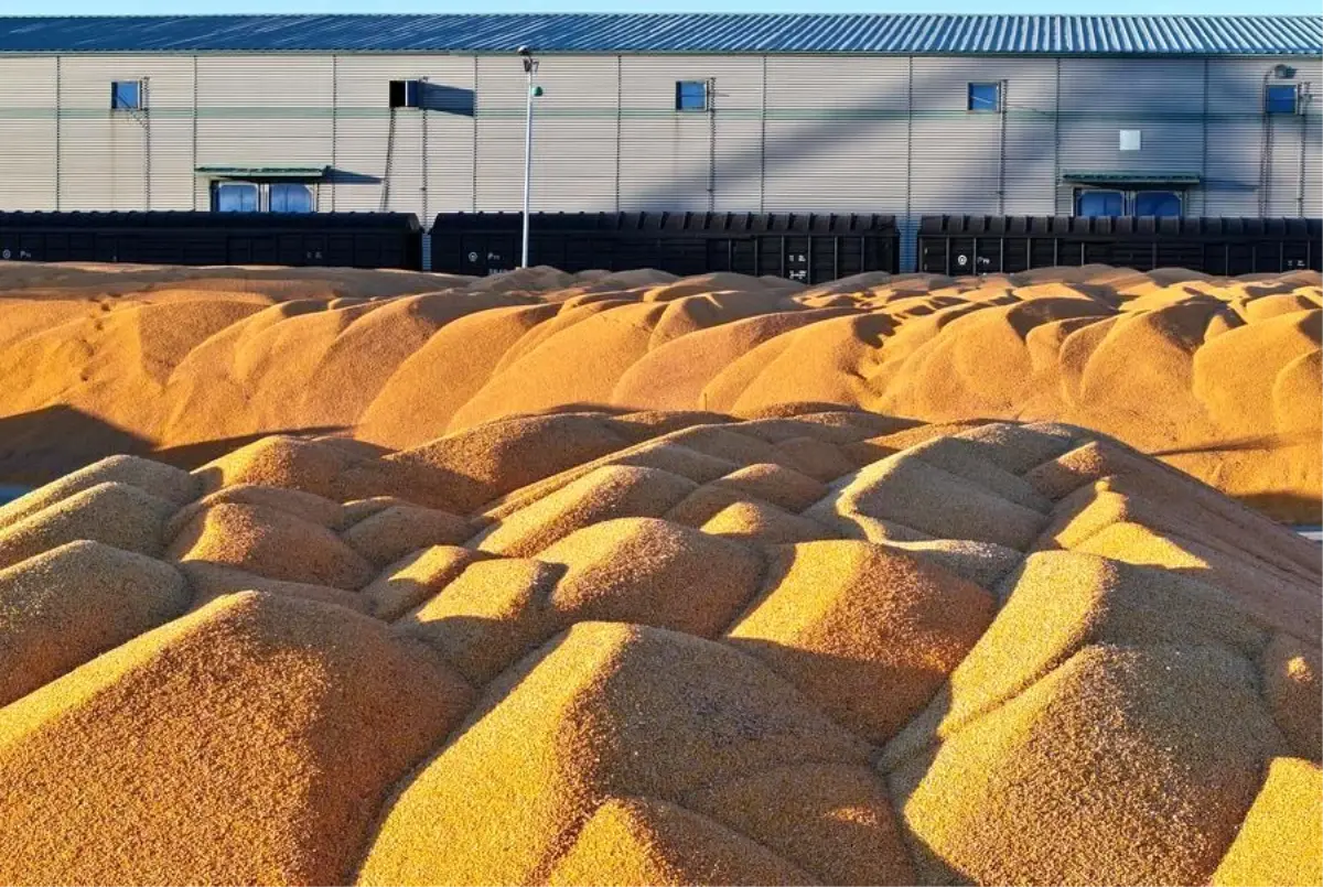 Heilongjiang’dan Rekor Tahıl Üretimi