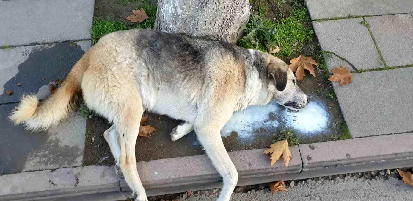 Amasya’da Köpek ve Kediler Ölü Bulundu