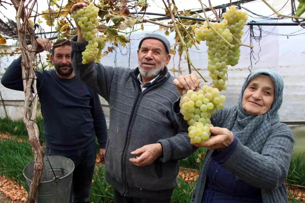 Feruziye Nine’nin Üzüm Başarısı: Amasya’da Serada Kışın Bile Hasat