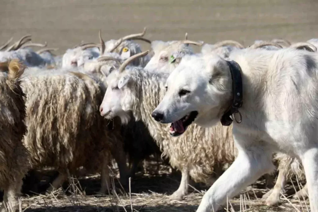Dededen Toruna Tiftik Keçisi Yetiştiriciliği: Ayaş’ta Bir Miras, Dünya Pazarına Açılan Kapı