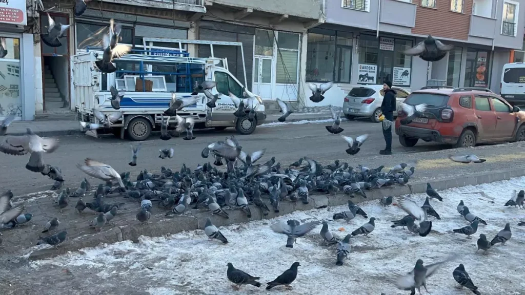 Ardahan’da Soğuk Kışta Güvercinler Esnafın İmece Beslemesiyle Hayatta Kalıyor!