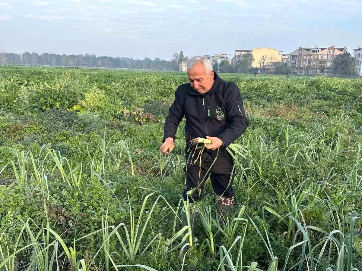 Ata Tohumundan İlaç Kullanılmadan Üretilen Sebzeler Kent Lokantası’nda Sunuluyor