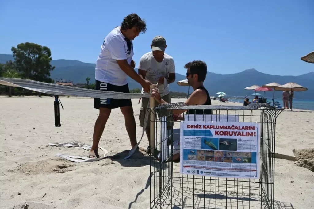 Caretta Carettalardan 457 Yavru Denizle Buluştu