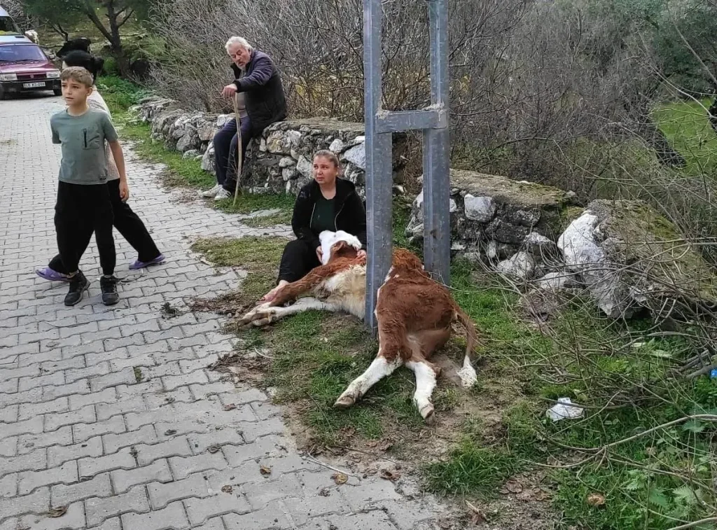 Aydınlatma Direğine Sıkışan Buzağı, Milas İtfaiyesi Tarafından Kahramanca Kurtarıldı