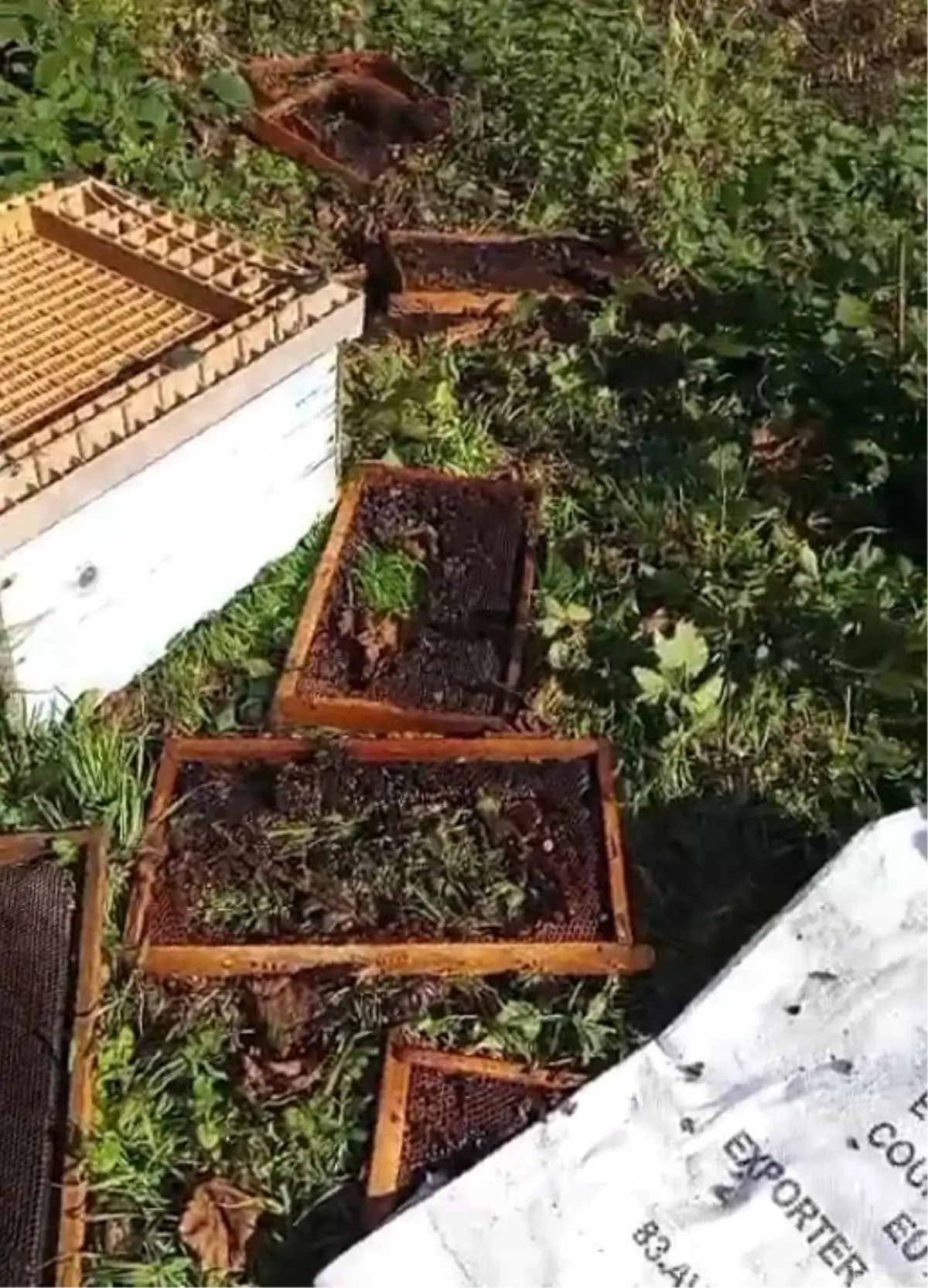 Kastamonu’da Ayı Saldırısı: 5 Arı Kovanı Zarar Gördü