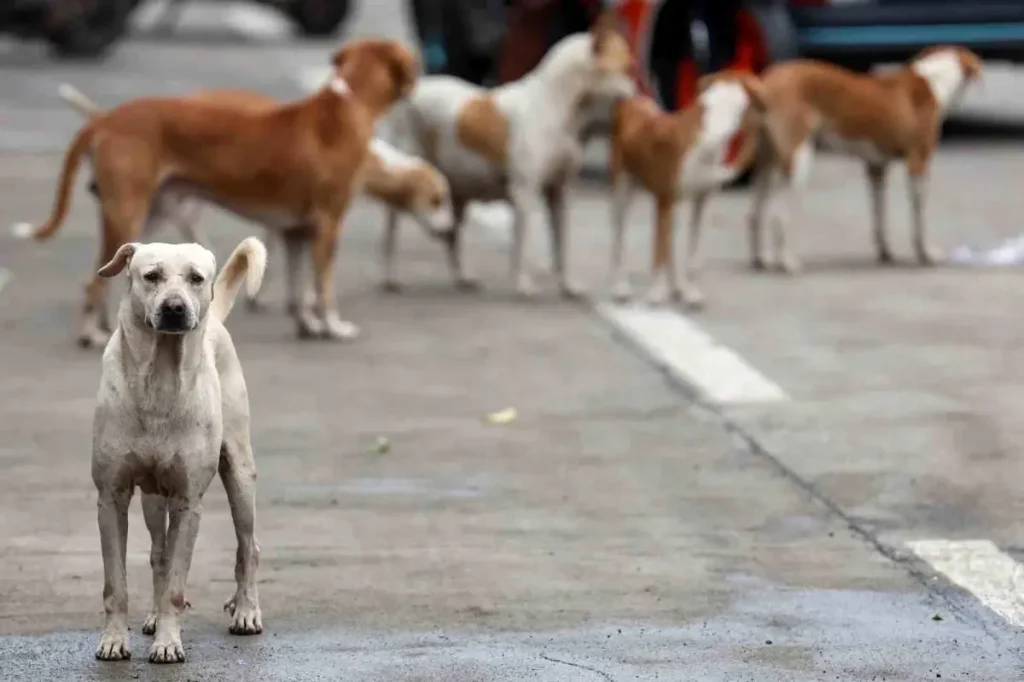 Bağdat’ta 19 Binden Fazla Başıboş Köpek İtlaf Edildi