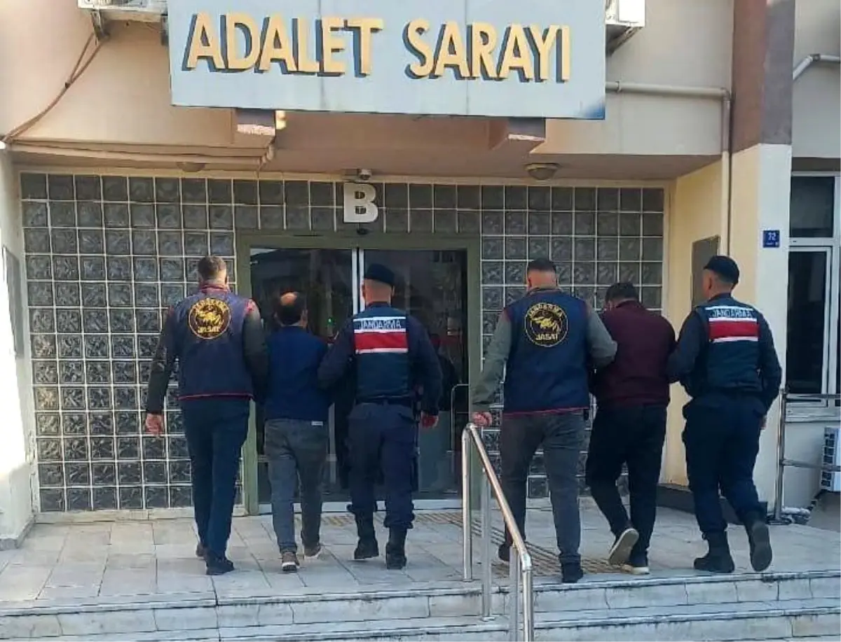 Zeytin Hırsızlığı Şoku: 400 Kg Zeytin Çalındı, 2 Şüpheli Gözaltında!