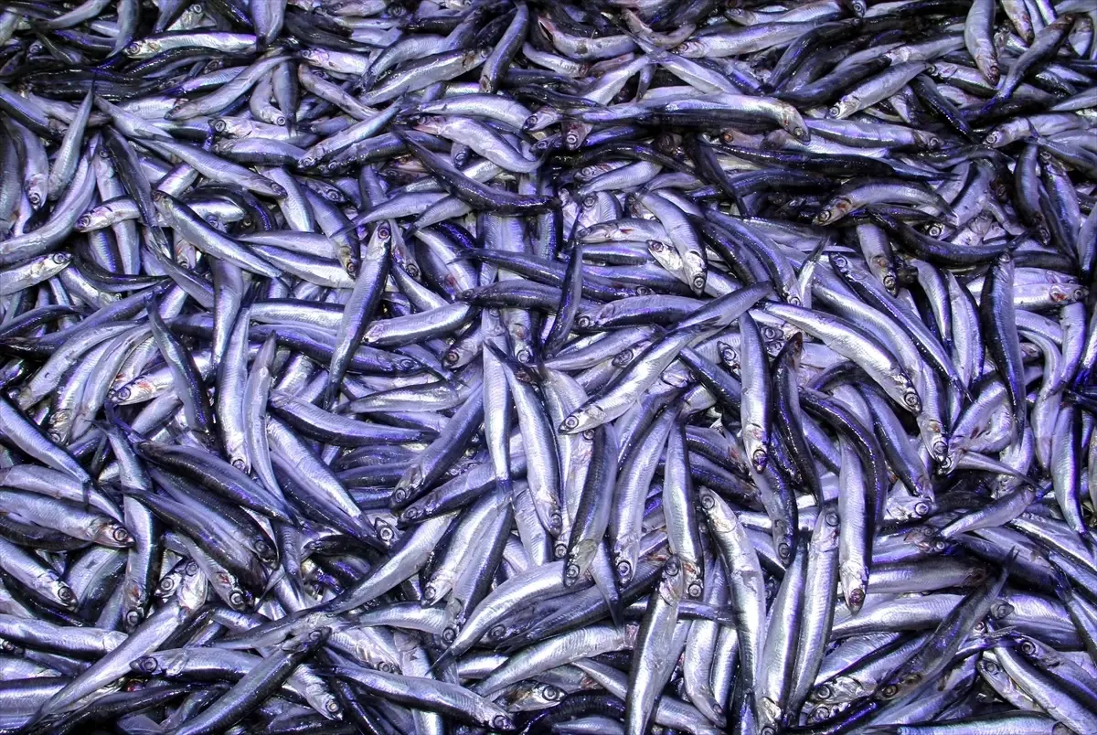 Hamsi Avında Gelir Düşüklüğü